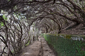 Fototapeta premium Stunning path through the trees