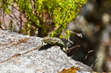 Adorable lizard on the rocks in the mountains