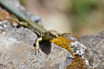 Cute lizard on the rocks in the mountains