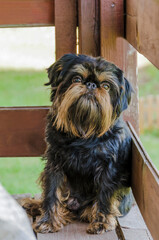 Belgian Griffon on a leash on the balcony of a country cottage