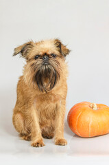 Dog - a Brussels Griffon, guards the pumpkin