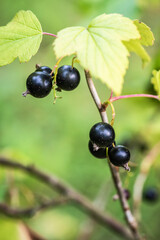 Berries of black currant in the summer garden