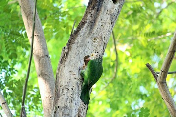 green, animal, nature, lizard, frog, reptile, tree, wildlife, wild, leaf, amphibian, forest, branch, bird, iguana, plant, chameleon, tropical, fauna