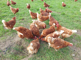 Produzione biologica di uova