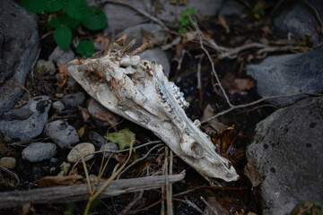 A scull of a dead animal on forest ground. dried animal scull on the grass. The skull in a dark autumn forest. Mystical nature.