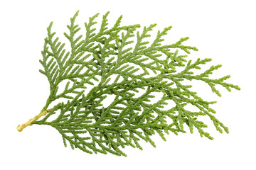 Leaves of pine tree or Oriental Arborvitae , Scientific Name:Thuja Orientalis , on white background