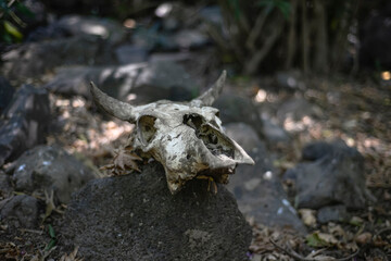 A scull of a dead animal on forest ground. dried animal scull on the grass. The skull in a dark autumn forest. Mystical nature.