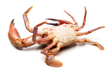 Blue swimmer crab on white background