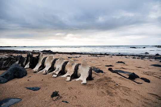 Spermwhale skeleton on seal beach with clouded sky