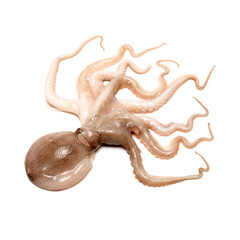 Octopus on white background