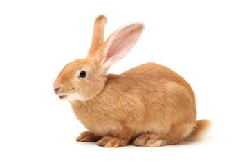 Baby of orange rabbit on white background 