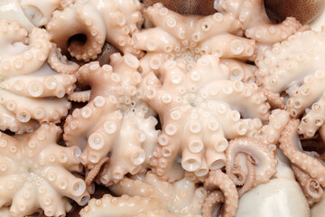 Octopus on white background 