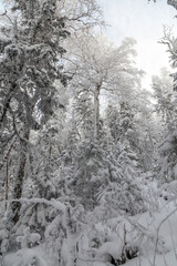 Winter landscape. Taganay national Park, Zlatoust city, Chelyabinsk region, South Ural, Russia.