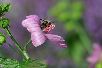 Nahaufnahme einer kleinen Honigbiene auf der Blüte der Naturheilpflanze wilde Malve