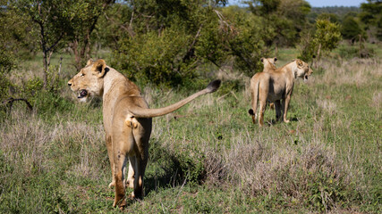Naklejka na ściany i meble a couple of lionesses on the move