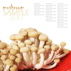 brown beech mushrooms (Hypsizygus marmoreus) on White Background