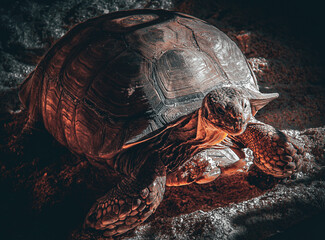 turtle on the rock