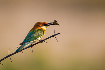 Chestnut-headed bee-eater sitting on a branch with an insect in its mouth in Yala, Sri Lanka - obrazy, fototapety, plakaty