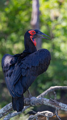 Southern ground hornbill in the wild