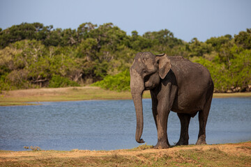 Fototapeta na wymiar Asiatic Elephant walking drinking and walking around a waterhole in Yala, Sri Lanka