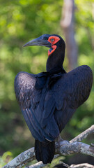 Southern ground hornbill in the wild