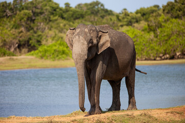 Asiatic Elephant walking drinking and walking around a waterhole in Yala, Sri Lanka