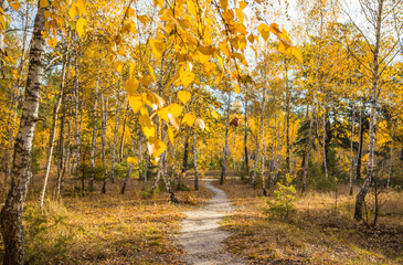 Calm fall season. Beautiful landscape with the road in autumn forest. Birch trees with green, yellow and orange leaves and footpath in the woodland in sunny day