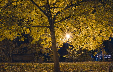 The teiled road in the night park with lanterns in autumn. Bench