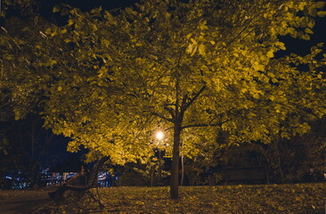 The teiled road in the night park with lanterns in autumn. Bench