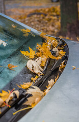 Windshield and hood of an old car covered by falling yellow leaves