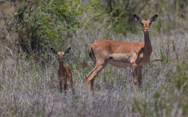 a newborn impala lamb