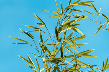 Bamboo tree leaves against blue sky