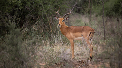a mature impala ram in the wild