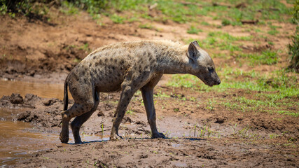 Naklejka na ściany i meble Spotted hyena at a waterhole