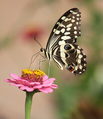 Butterfly on flower