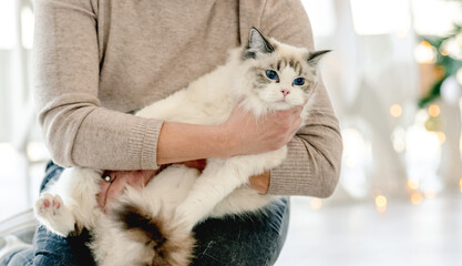 Girl with ragdoll cat in Christmas time