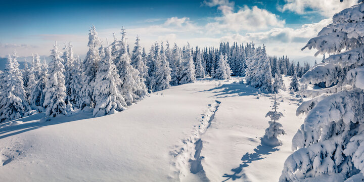 Landscape photography. Trekking in winter mountains. Bright morning scene of Carpathian mountains. Beauty of nature concept background. Panorama of winter woodland.