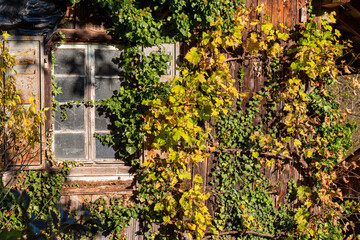 Autumn foliage color with old window