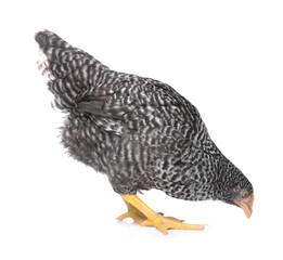 Beautiful chicken on white background. Domestic animal