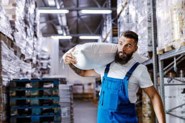 The quick warehouse worker is holding a sack with flour on his shoulder, and relocating it to...
