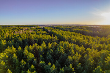 Obraz premium Above aerial shot of green pine forests and yellow foliage groves with beautiful texture of golden treetops. Beautiful fall season scenery in evening. Mountains in autumn colors in golden time