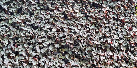 leaves wall in the garden
