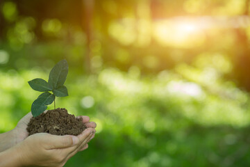 Gardener hand  seedlings into the soil planting in fertile soil