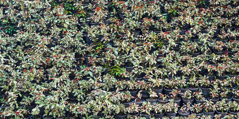 leaves wall in the garden
