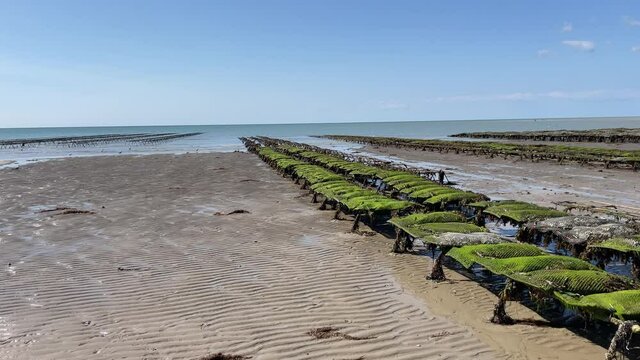 Zoom out of oyster and mussels farming tables. Granville Brehal sur Mer. Normandy, France