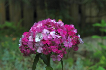 Obraz premium Bouquet of pink phlox in the flowerbed. Among the green plants, a phlox grew on a thin stem with small flowers of various shades of pink.