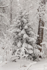 Winter landscape. Taganay national Park, Zlatoust city, Chelyabinsk region, South Ural, Russia