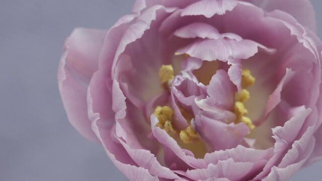 Tulip flower opening background. Timelapse of beautiful pink tulip flowers blooming, over pastel pink background. Macro Time lapse of spring Easter flower open, petals close-up. Holiday bouquet
