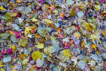 Colorful and bright background made of fallen autumn leaves