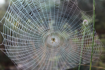 spider web in the morning